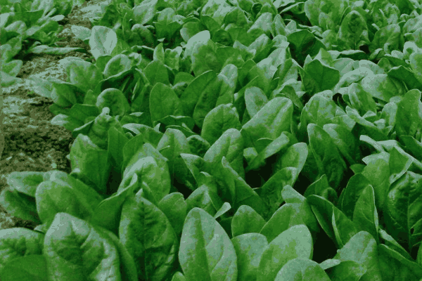 夏菠菜高产的小技巧